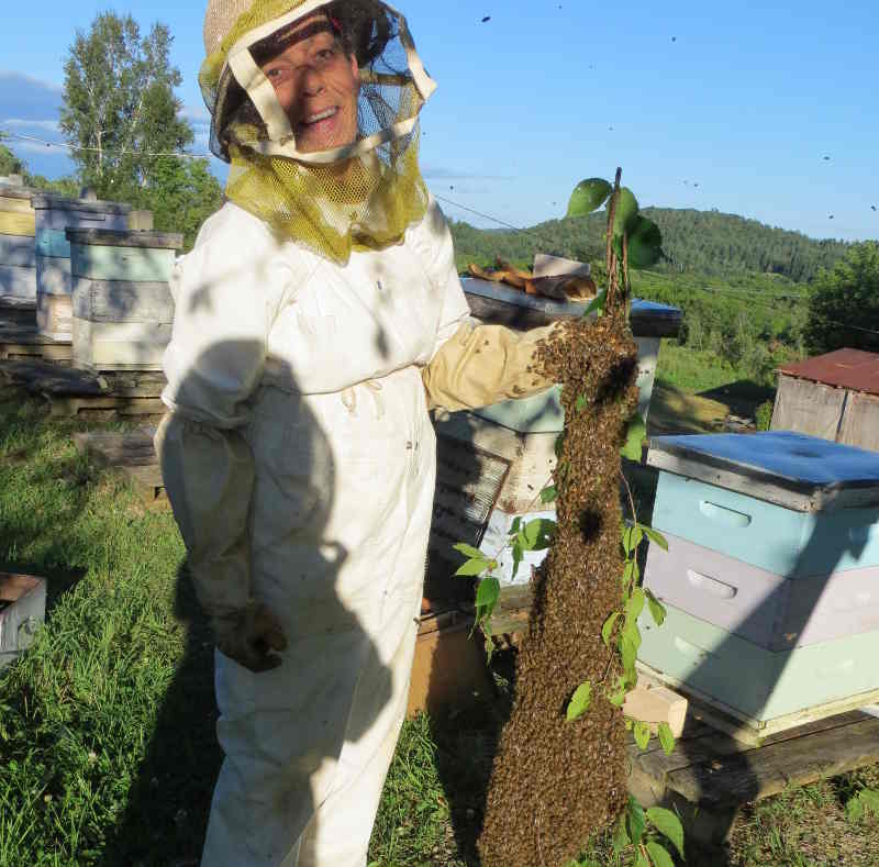 Des abeilles dynamiques